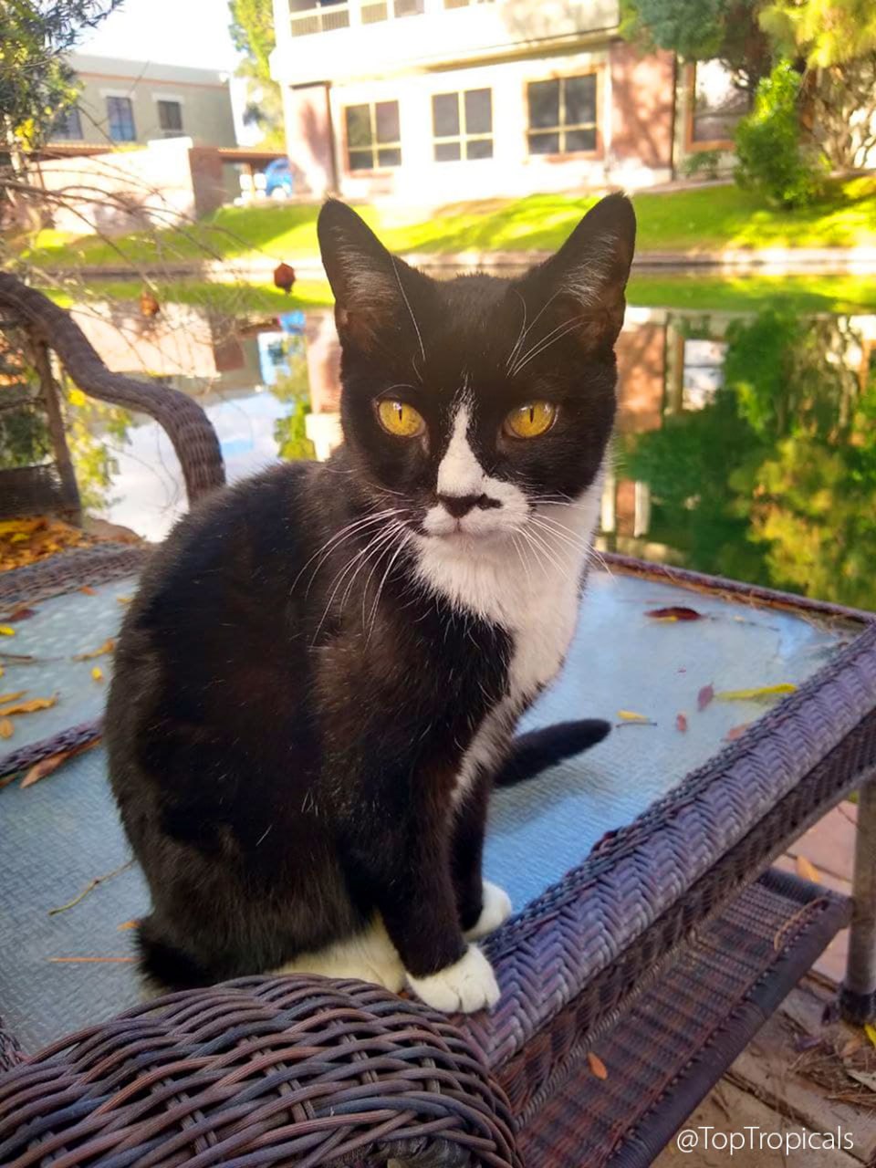 Google the Cat: purpose of life Google the Cat: purpose of life
