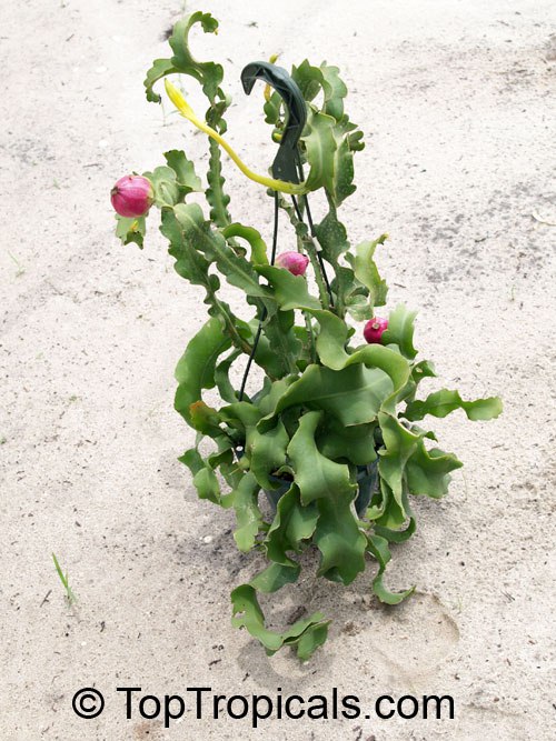 Epiphyllum guatemalense - Curly Locks Epiphyllum guatemalense - Curly Locks