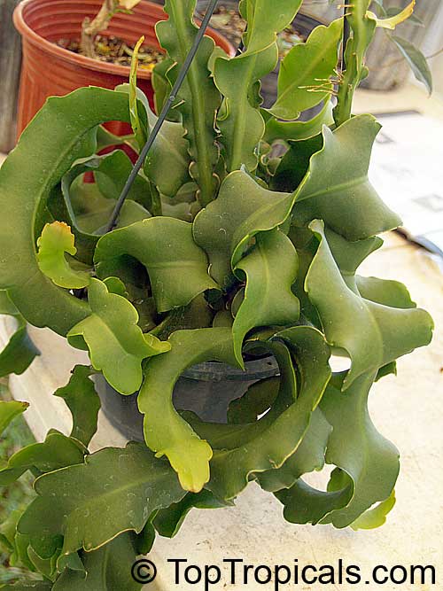 Epiphyllum guatemalense - Curly Locks, leaves Epiphyllum guatemalense - Curly Locks, leaves