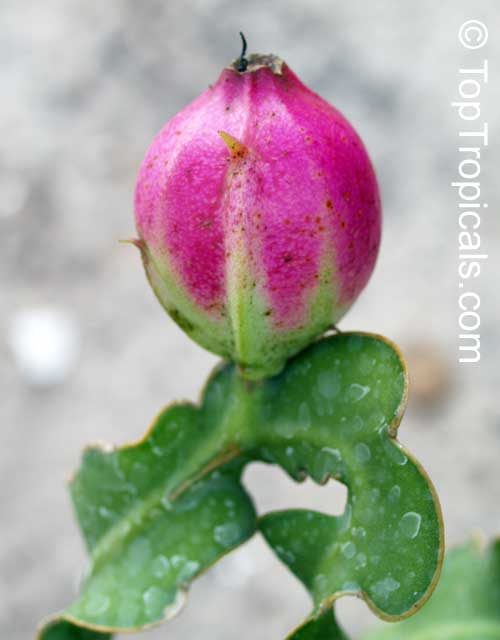 Epiphyllum guatemalense - Curly Locks, fruit Epiphyllum guatemalense - Curly Locks, fruit