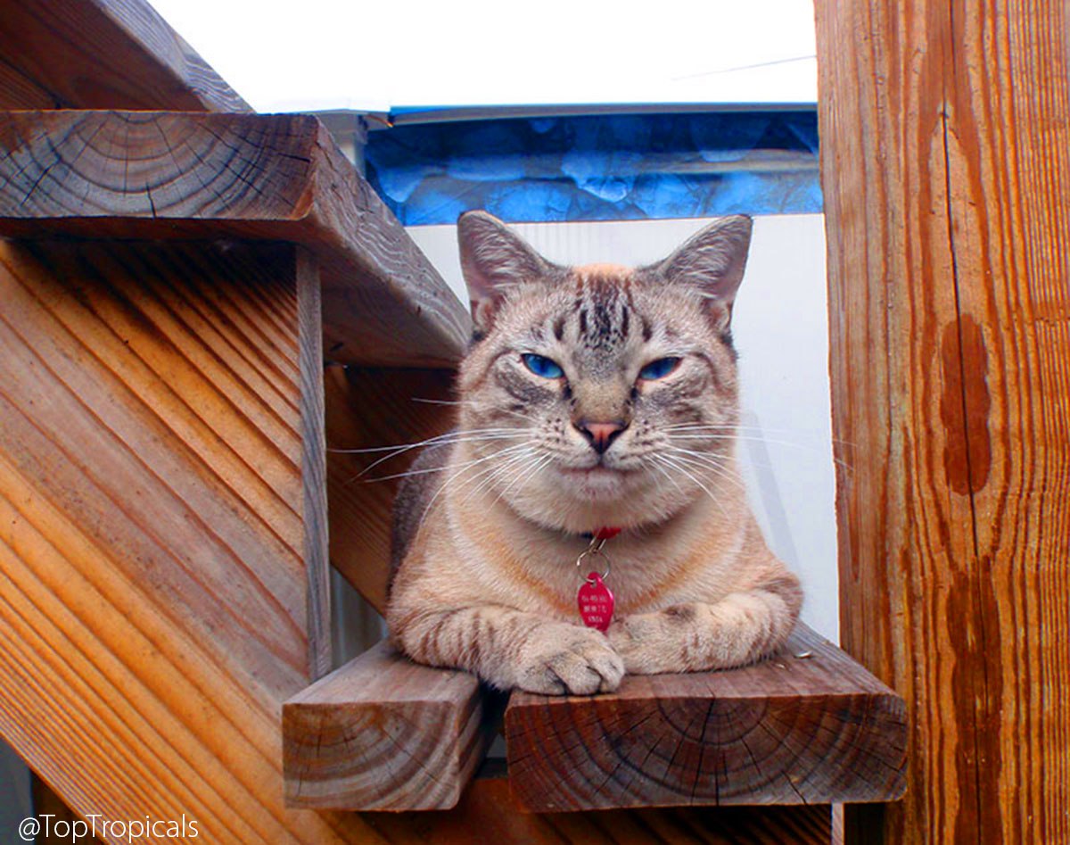 Simbas secret is patience Simbas secret is patience
