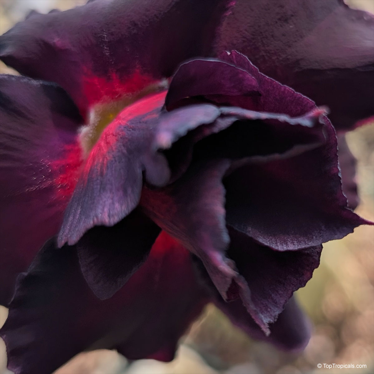 The bloom that broke all the rules: Black Sheep Adenium