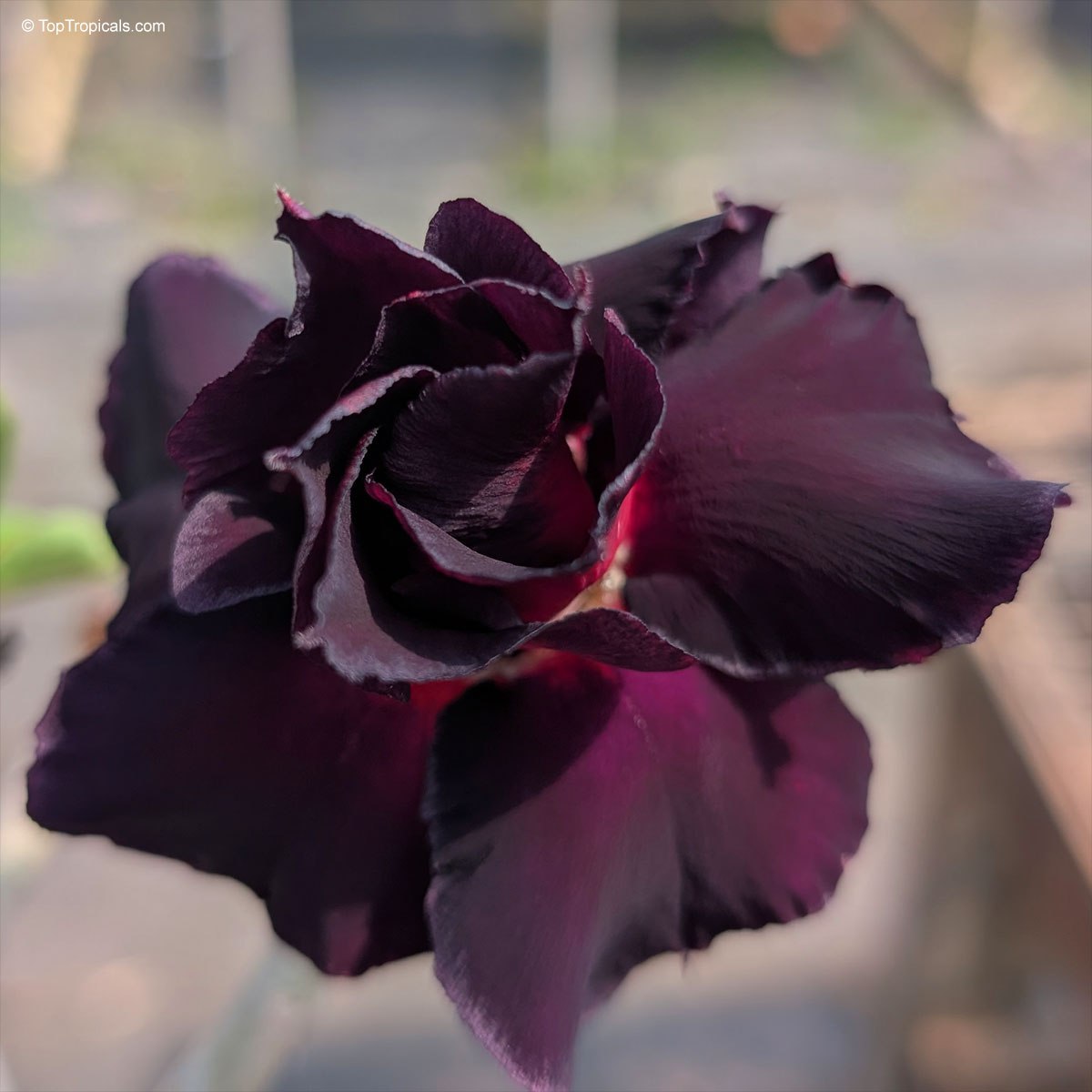 The bloom that broke all the rules: Black Sheep Adenium