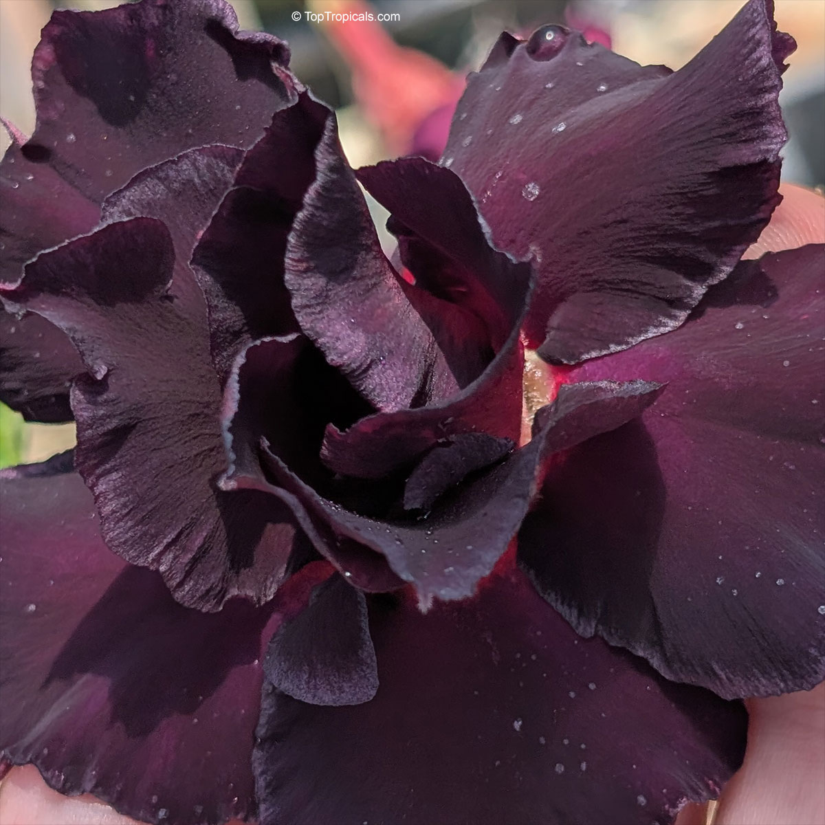 The bloom that broke all the rules: Black Sheep Adenium
