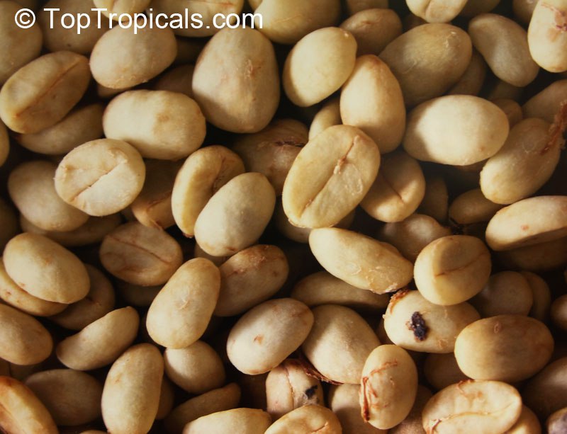 How to make your own coffee from homegrown beans How to make your own coffee from homegrown beans