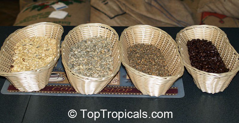 How to make your own coffee from homegrown beans How to make your own coffee from homegrown beans