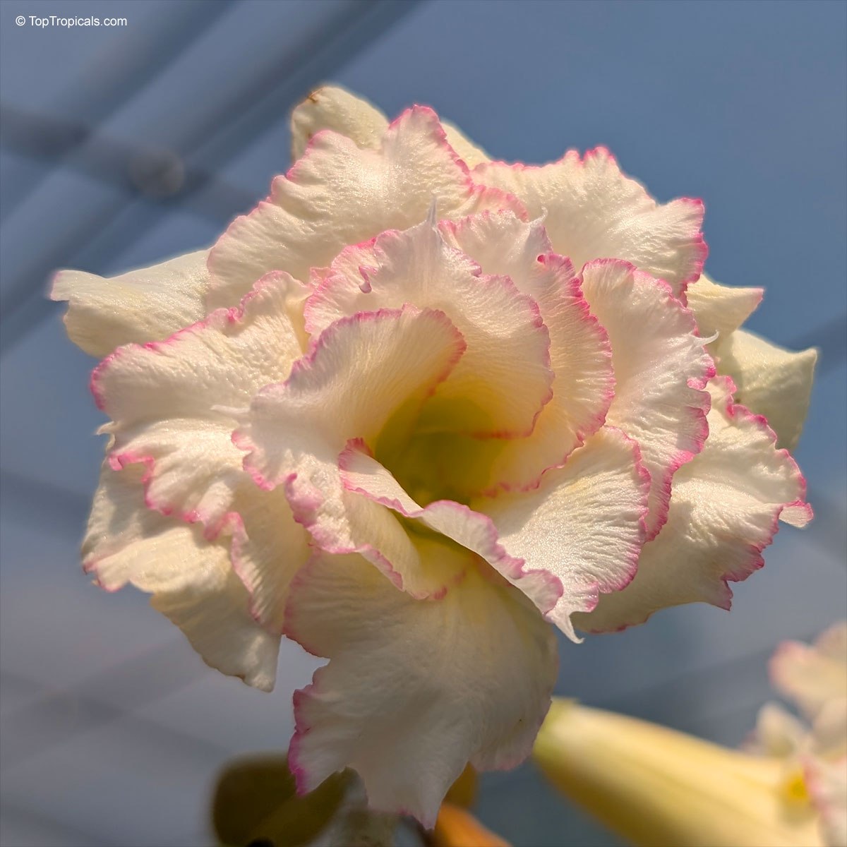 Adenium Candy - a pure sugar for the eyes Adenium Candy - a pure sugar for the eyes