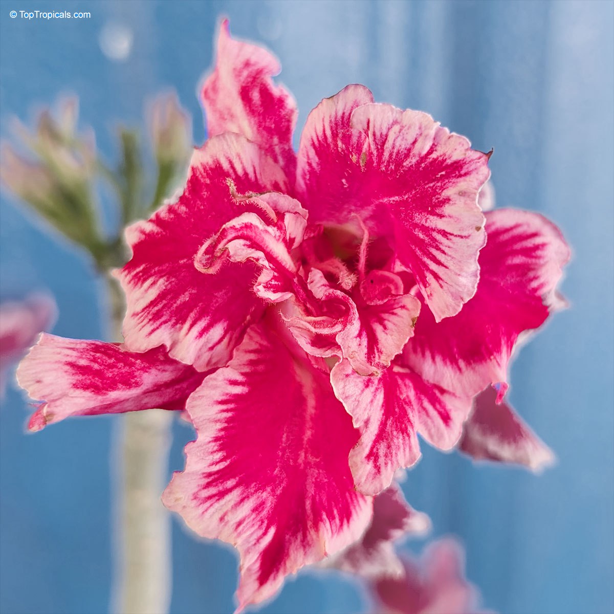 Adenium Xmas Santa - the jolliest bloom Adenium Xmas Santa - the jolliest bloom
