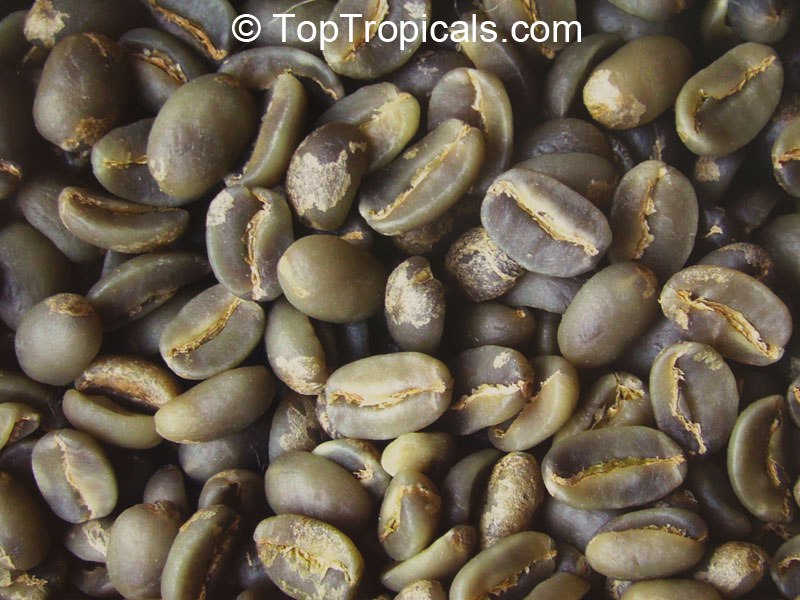 How to make your own coffee from homegrown beans How to make your own coffee from homegrown beans
