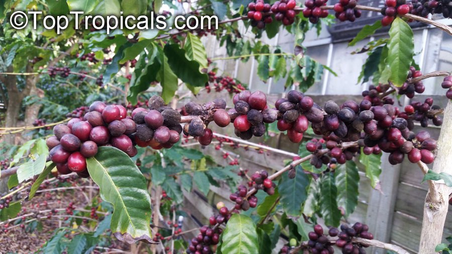 How to make your own coffee from homegrown beans How to make your own coffee from homegrown beans