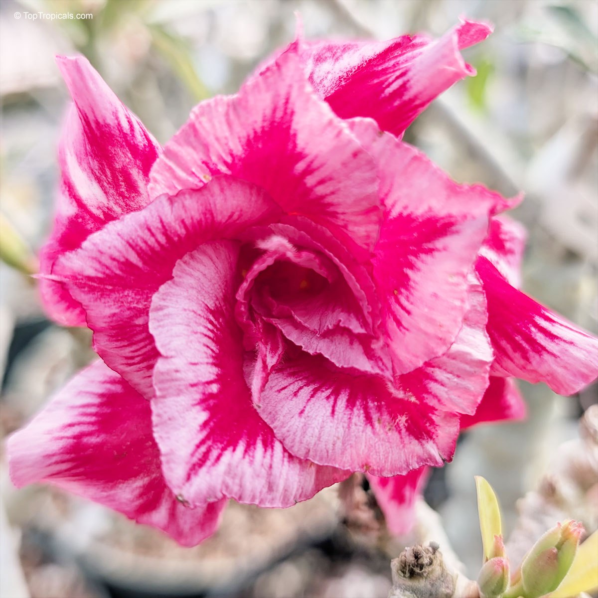 Adenium Xmas Santa - the jolliest bloom Adenium Xmas Santa - the jolliest bloom