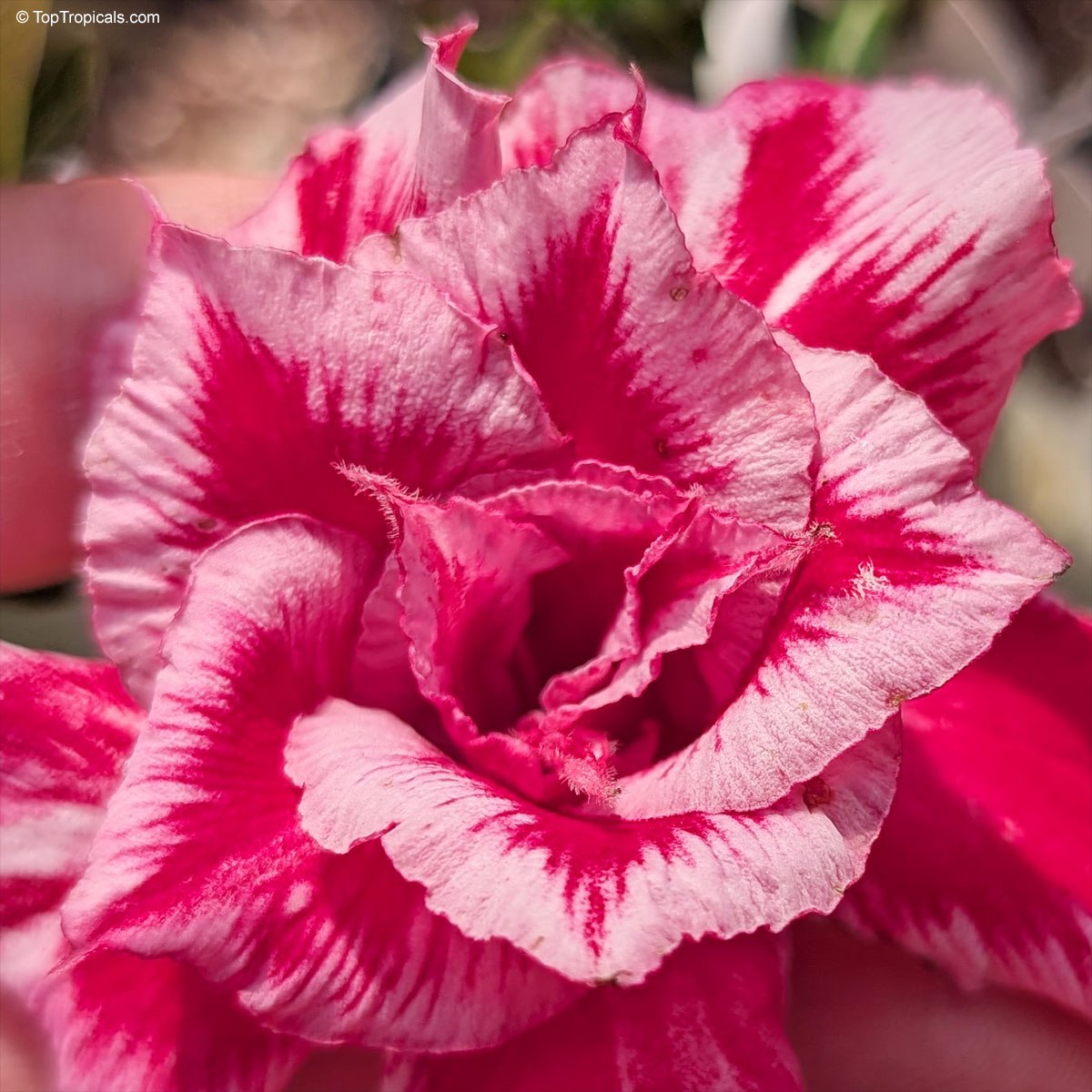 Adenium Xmas Santa - the jolliest bloom Adenium Xmas Santa - the jolliest bloom