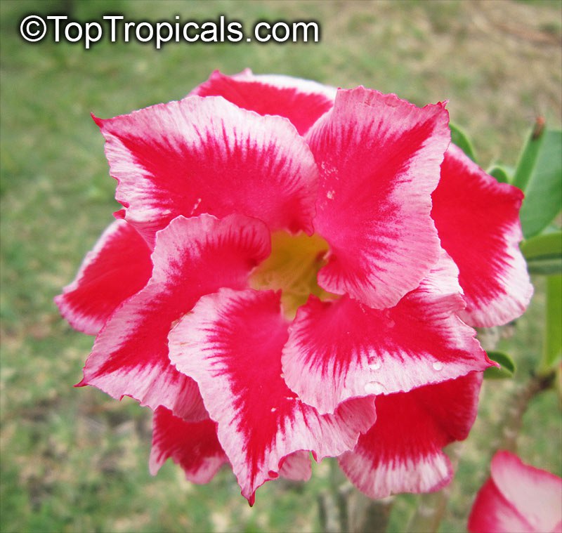 Adenium Xmas Santa - the jolliest bloom Adenium Xmas Santa - the jolliest bloom