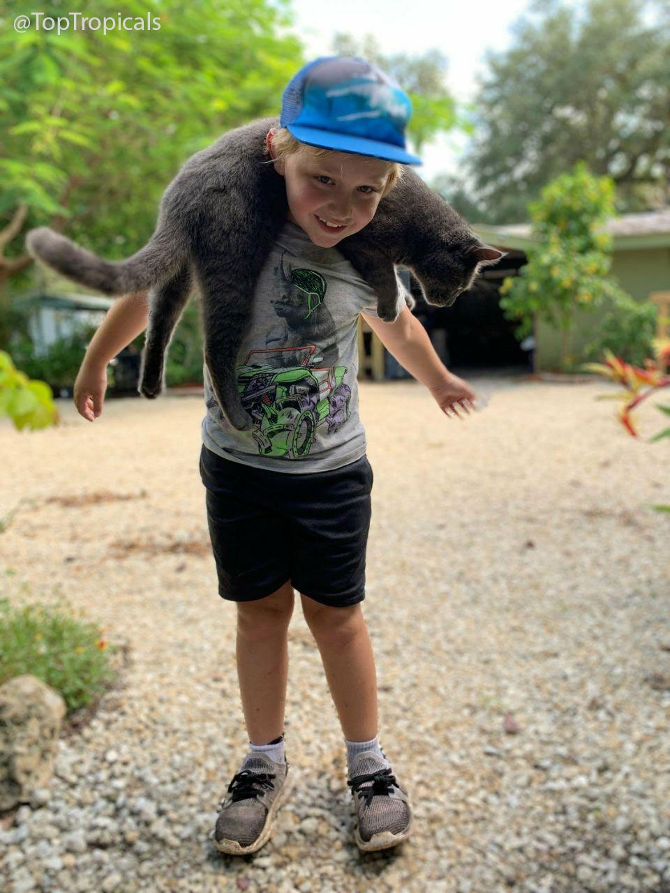 King the Cat at Top Tropicals