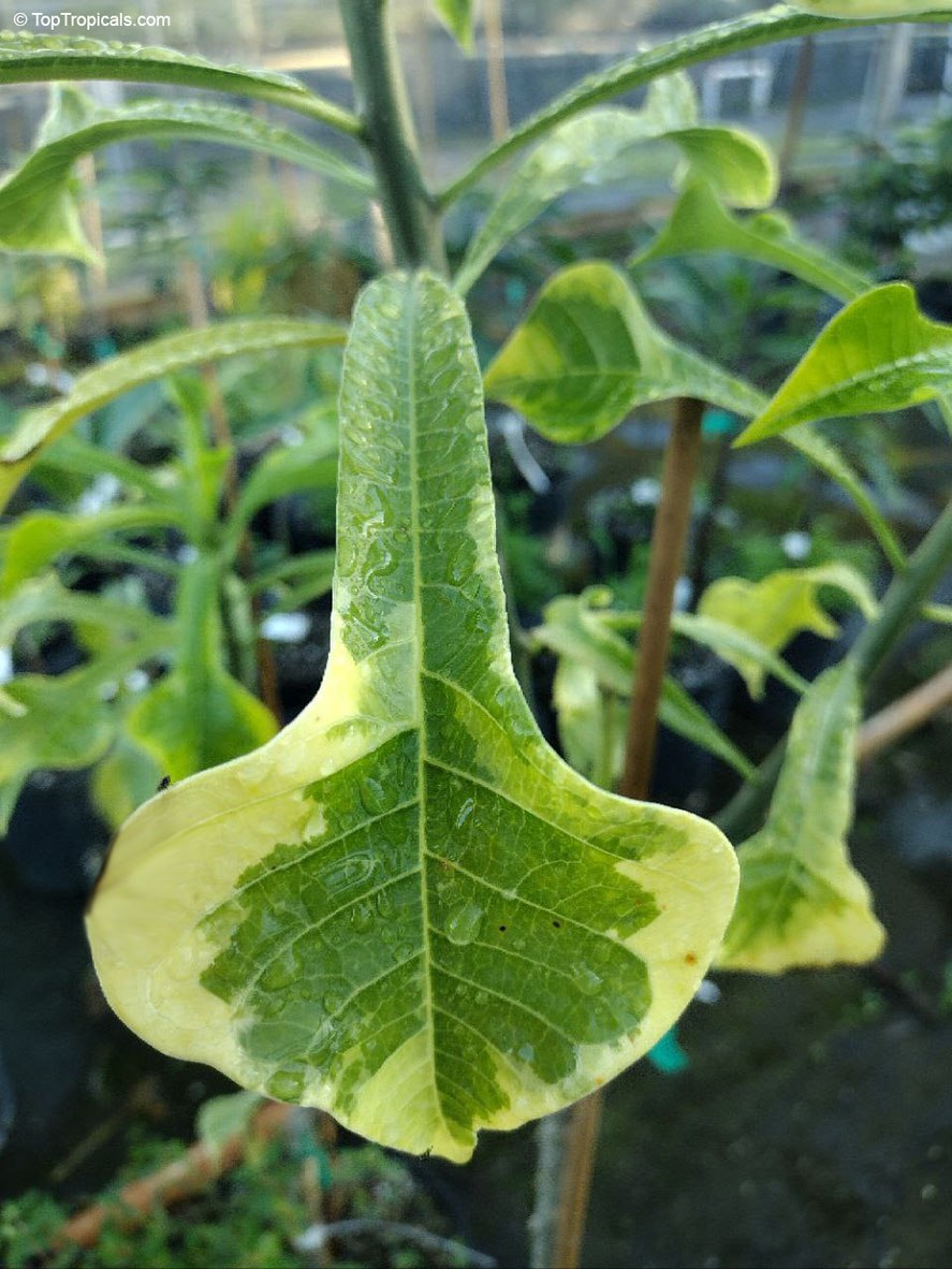 Have you ever seen a Bridal Bouquet Plumeria this size? Have you ever seen a Bridal Bouquet Plumeria this size?