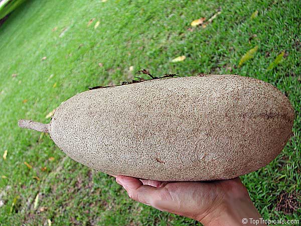 Is the Sausage Tree from Africa edible? 