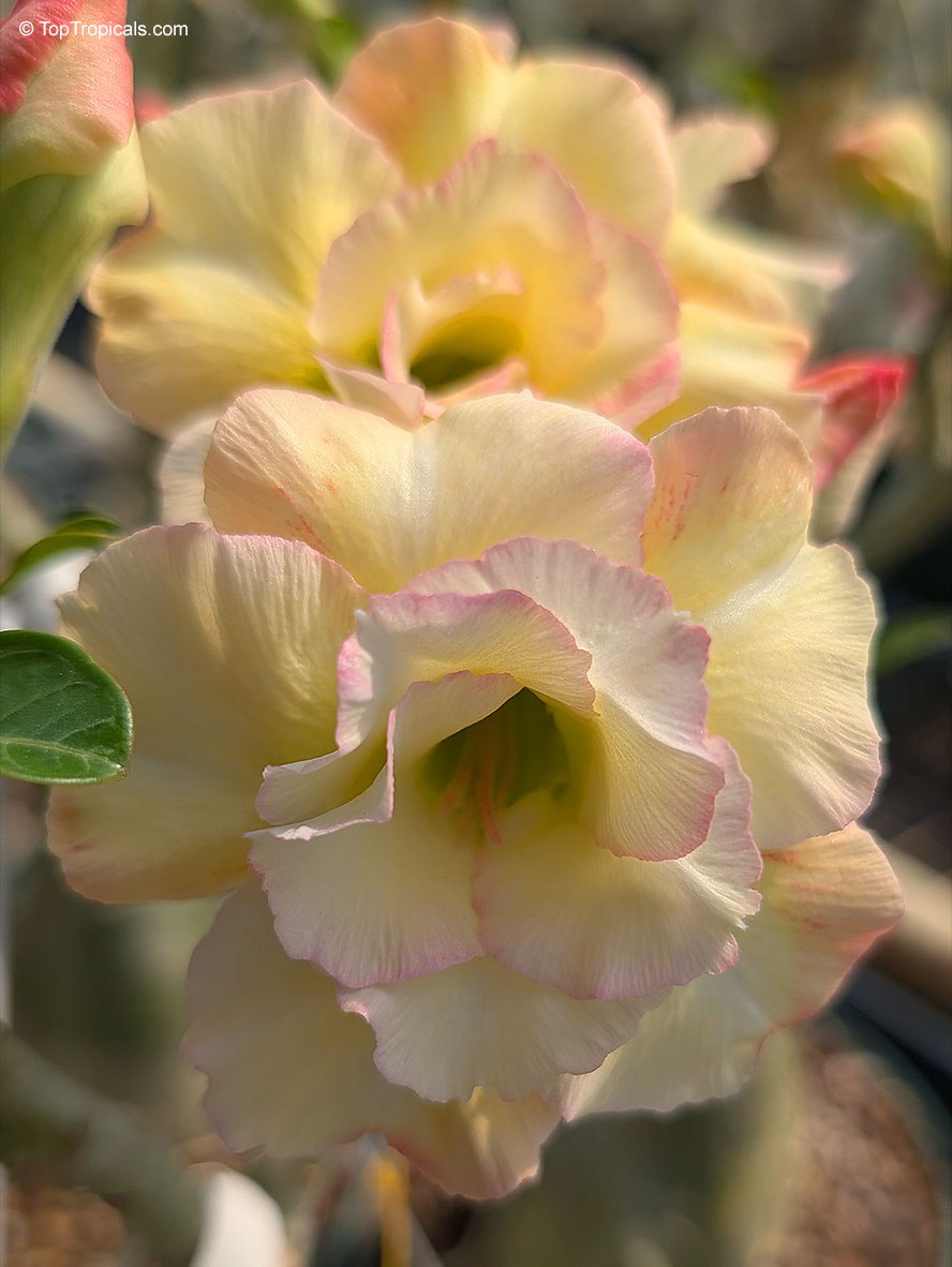 Three golden colors on one Adenium Three golden colors on one Adenium