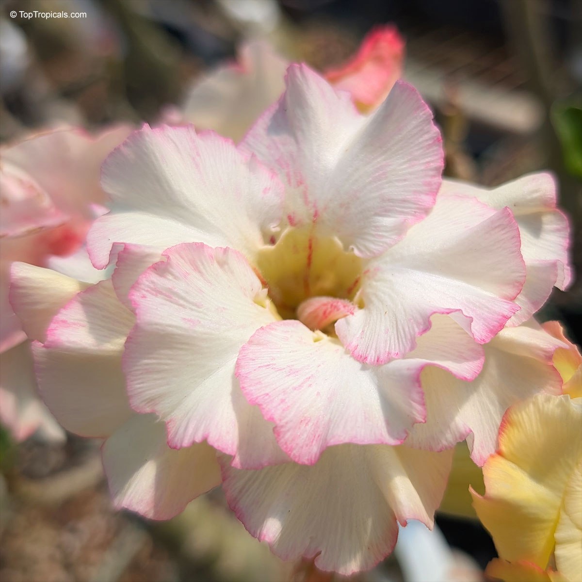Three golden colors on one Adenium Three golden colors on one Adenium