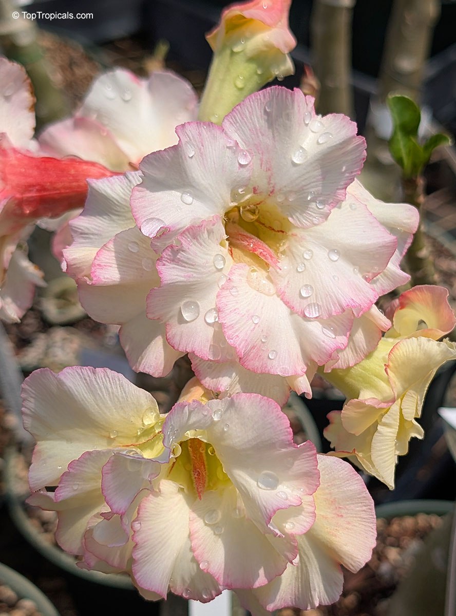Three golden colors on one Adenium Three golden colors on one Adenium
