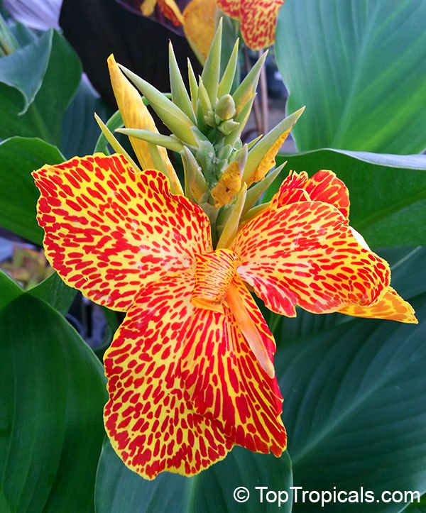 Heat-loving color that never quits: discover Cannas