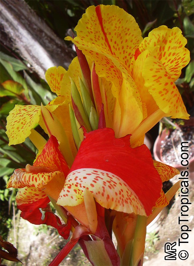 Heat-loving color that never quits: discover Cannas