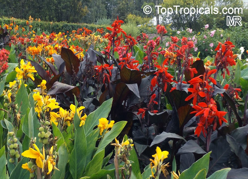 Heat-loving color that never quits: discover Cannas