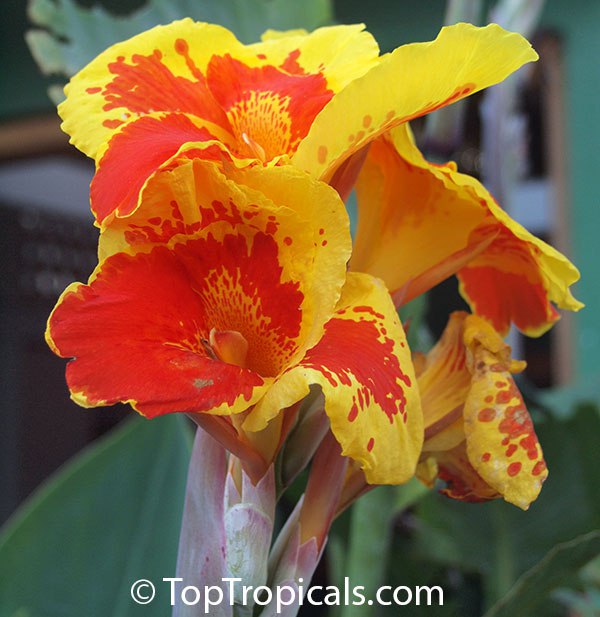Heat-loving color that never quits: discover Cannas