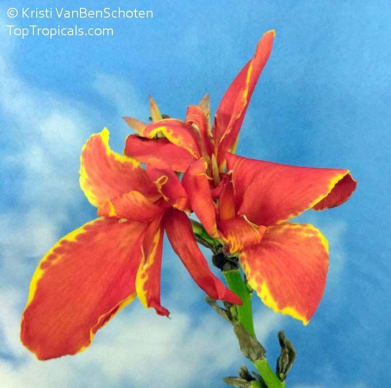 Heat-loving color that never quits: discover Cannas