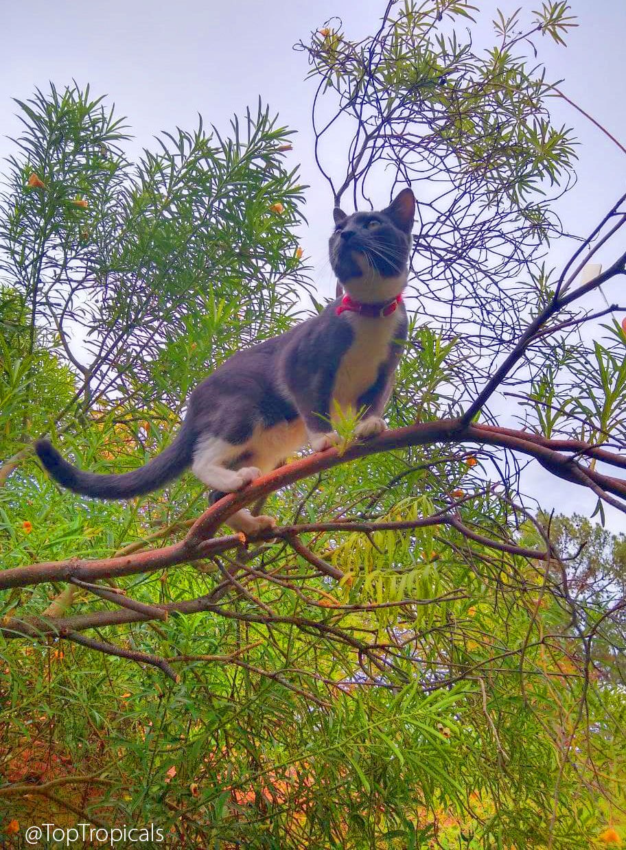 Makaron the Cat