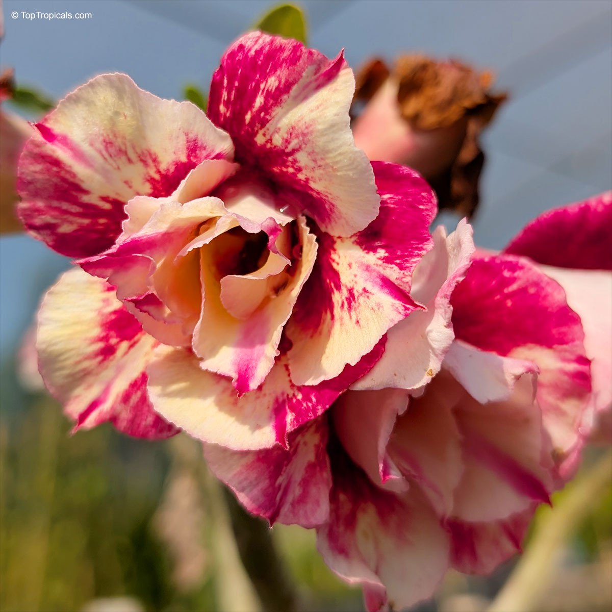 Adenium Sunshine