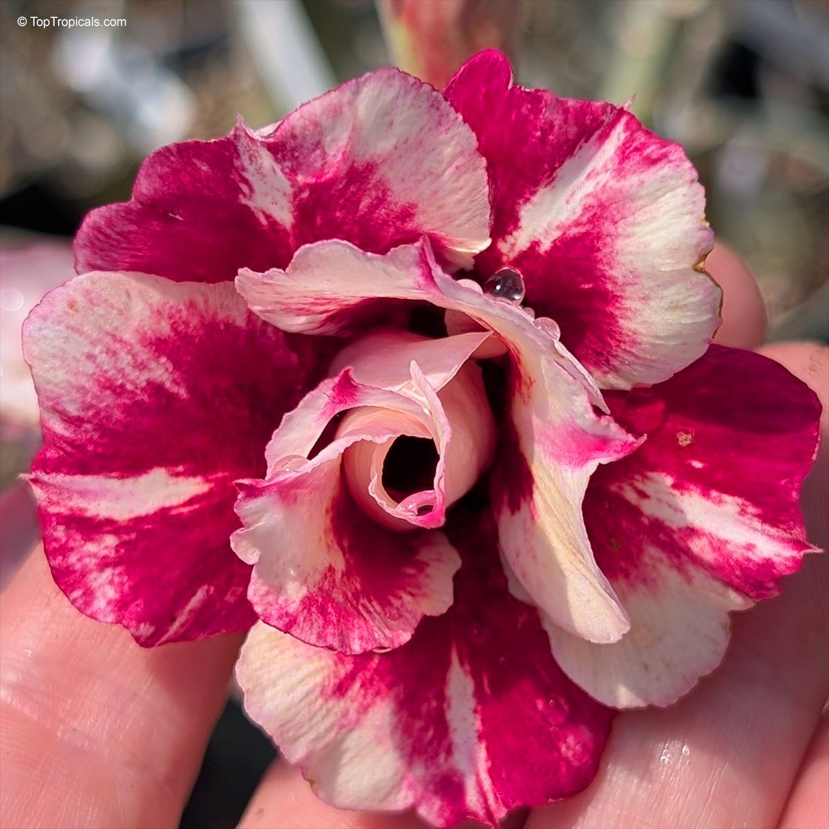 Adenium Sunshine