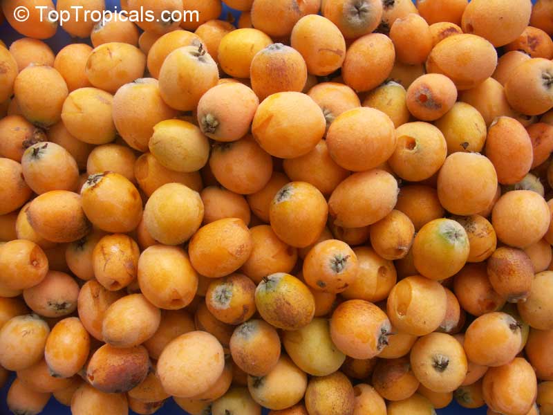 Loquat tree (Eriobotrya japonica) - fruit