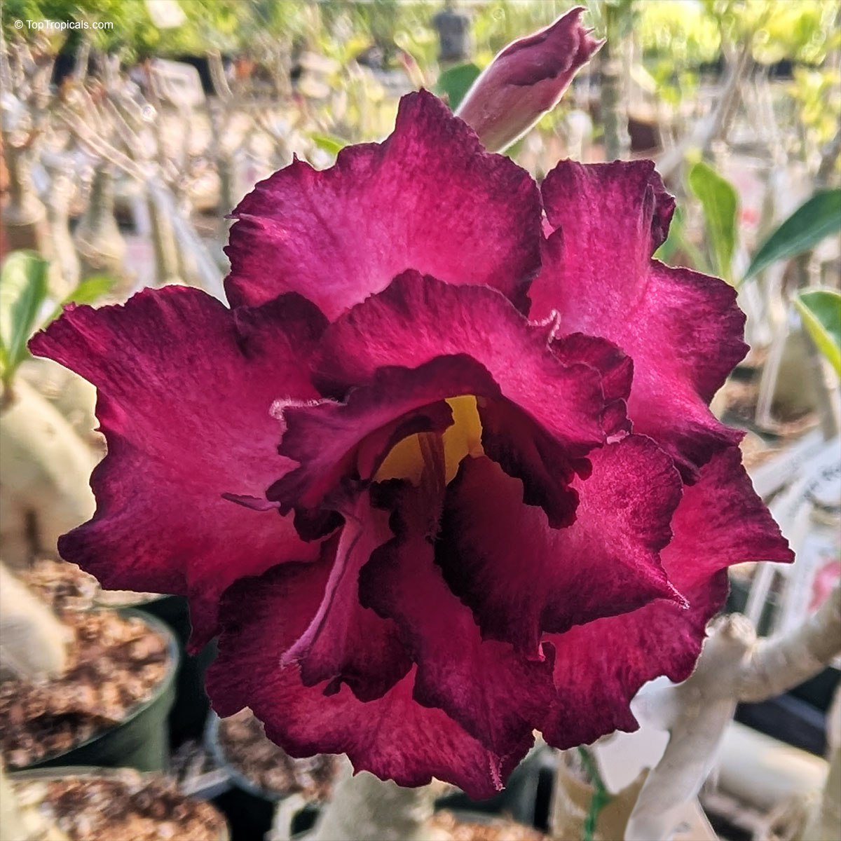 Moung Kusuma Adenium