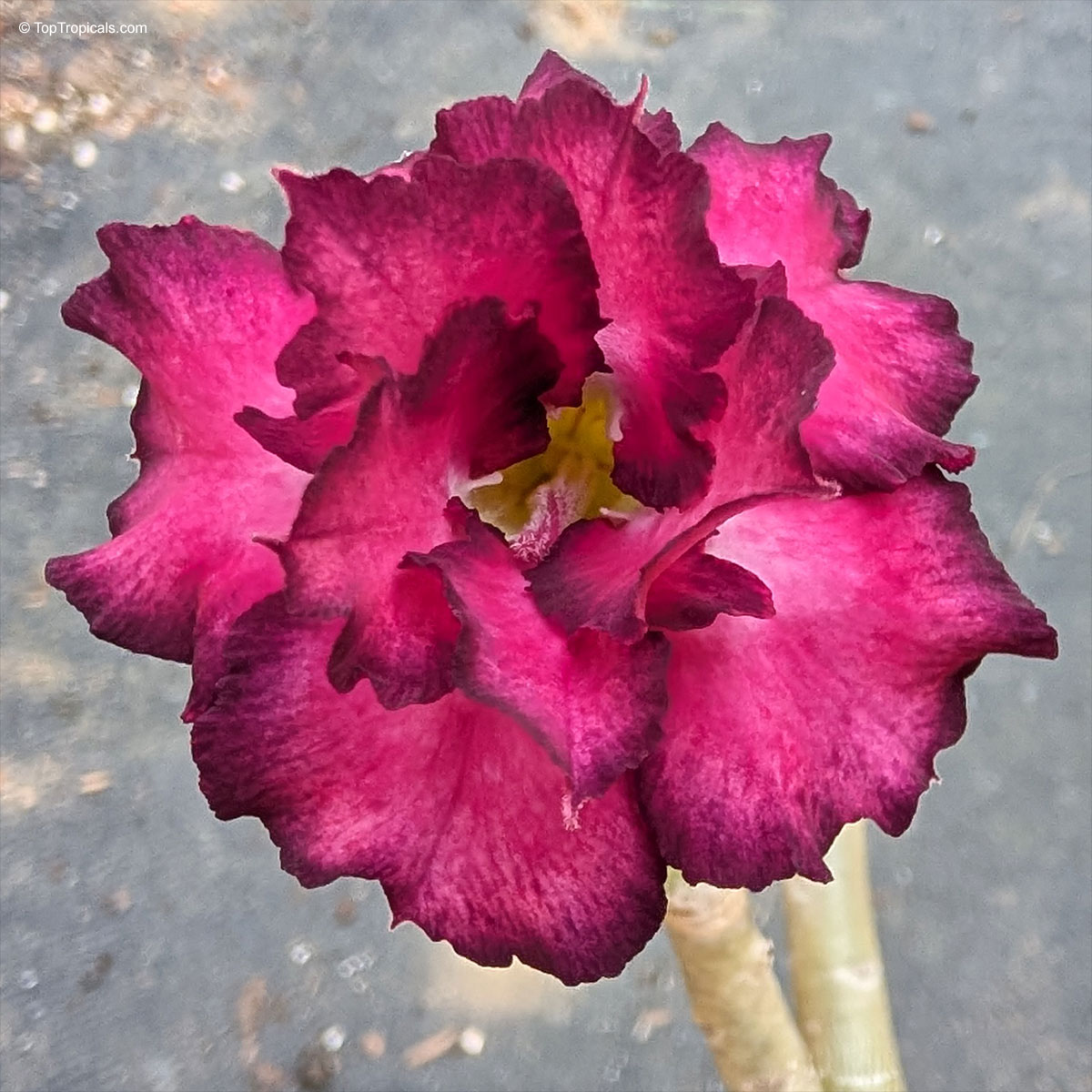 Moung Kusuma Adenium