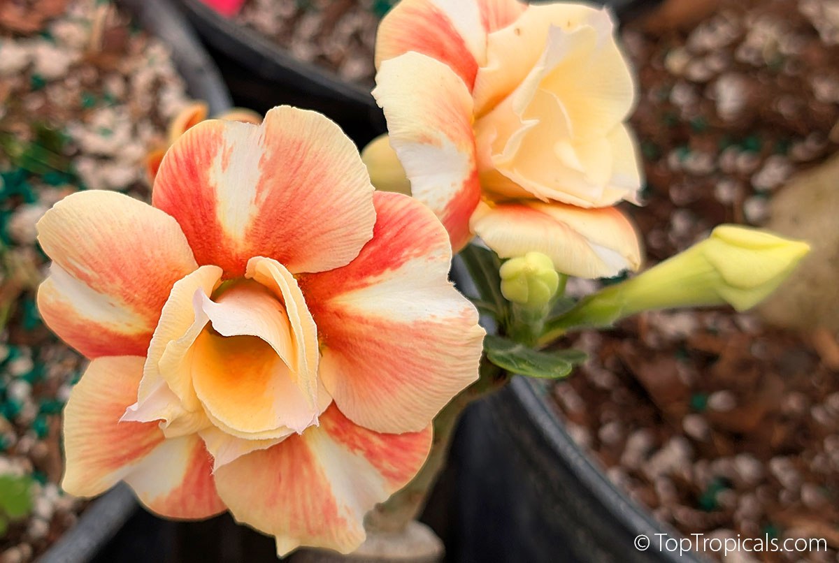 Adenium Caramel