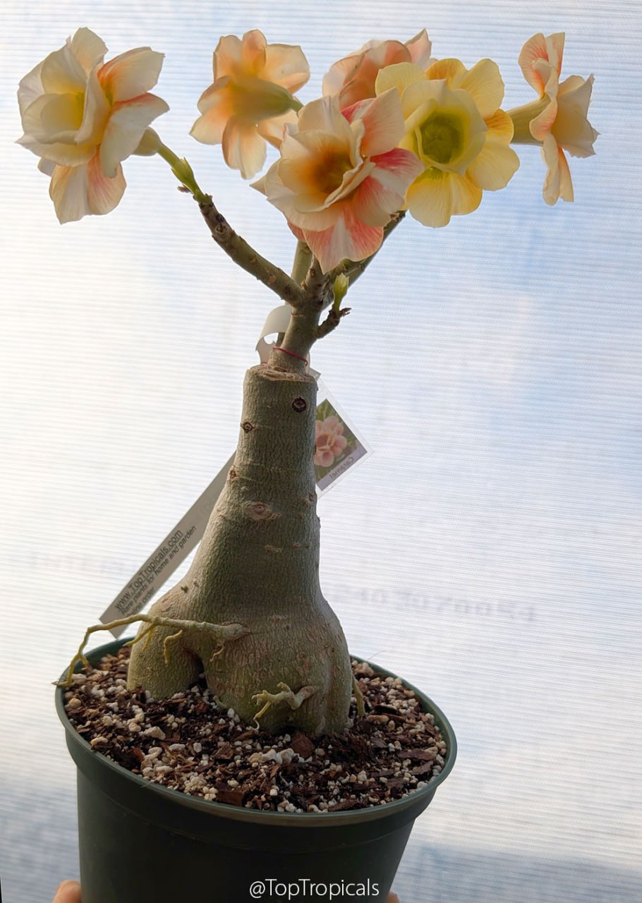 Adenium Caramel