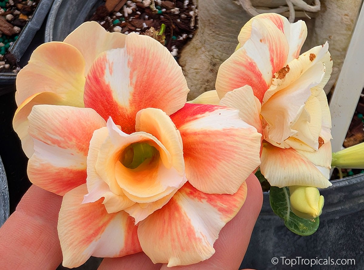 Adenium Caramel