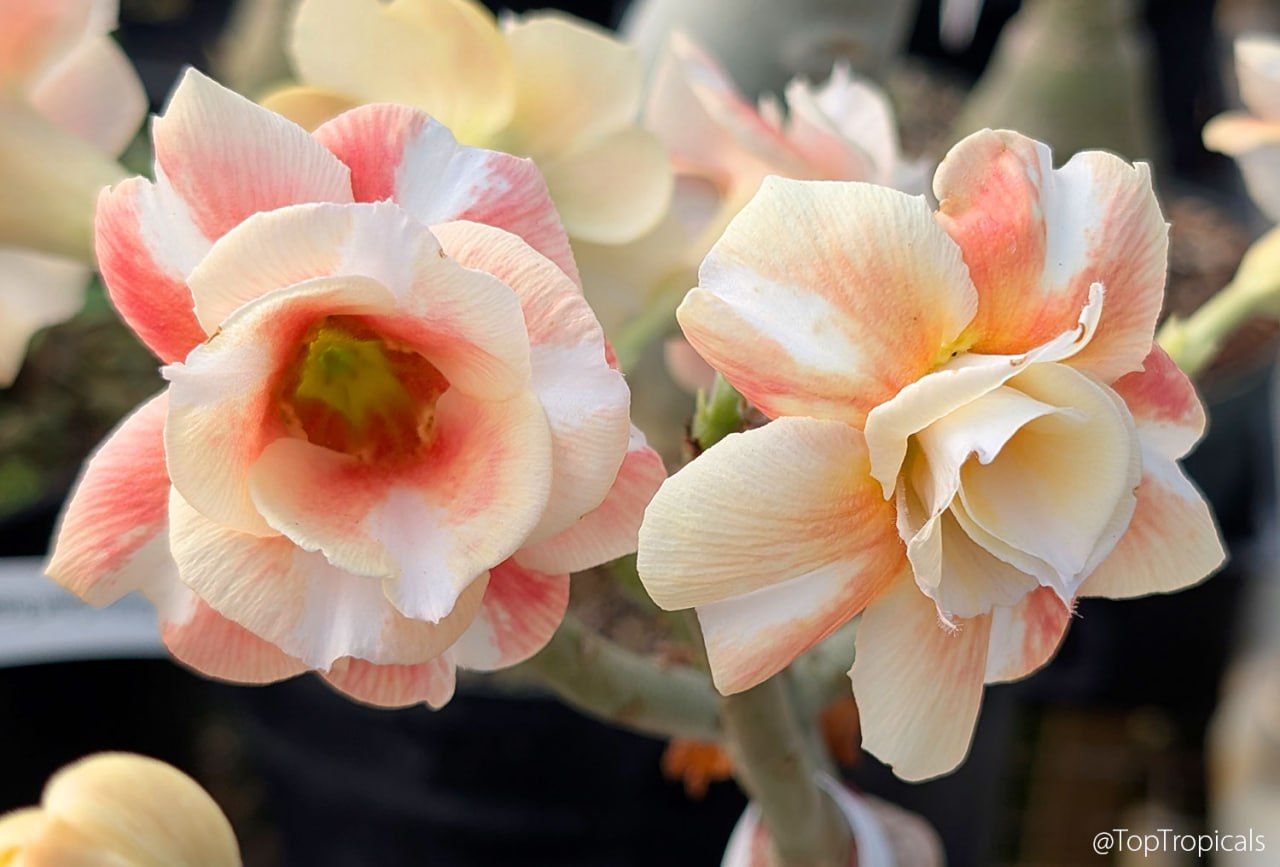 Adenium Caramel