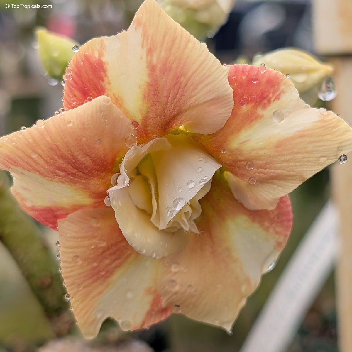 Adenium Caramel