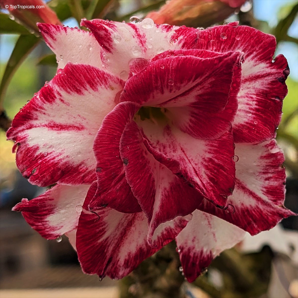 Adenium Black Amaryllis