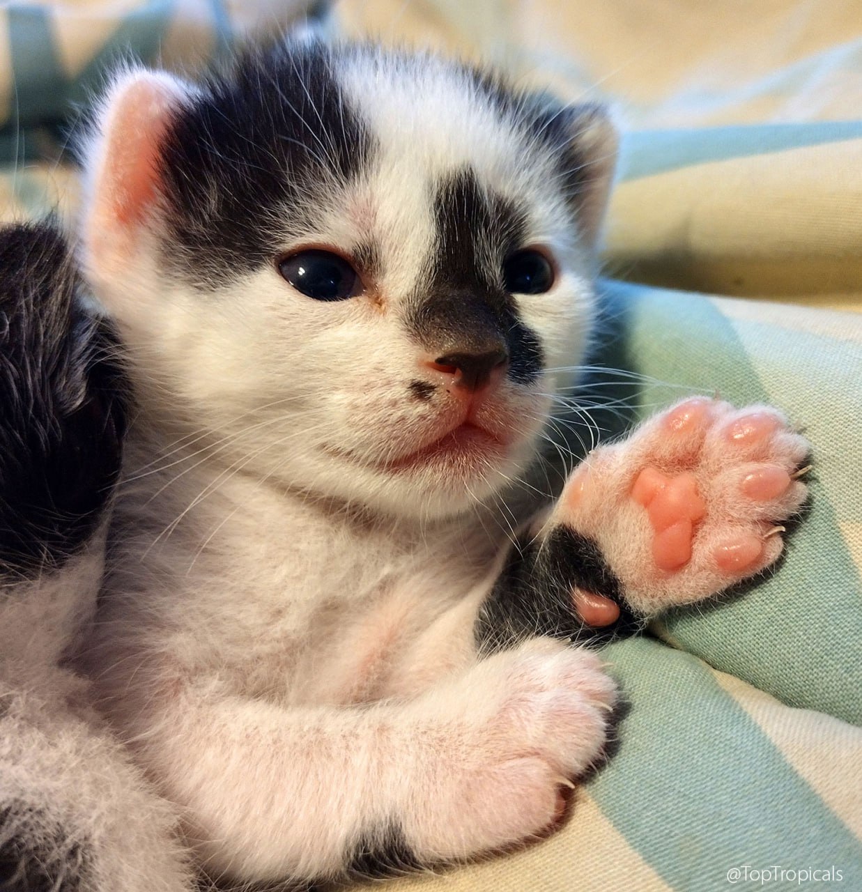 Sushi the cat
