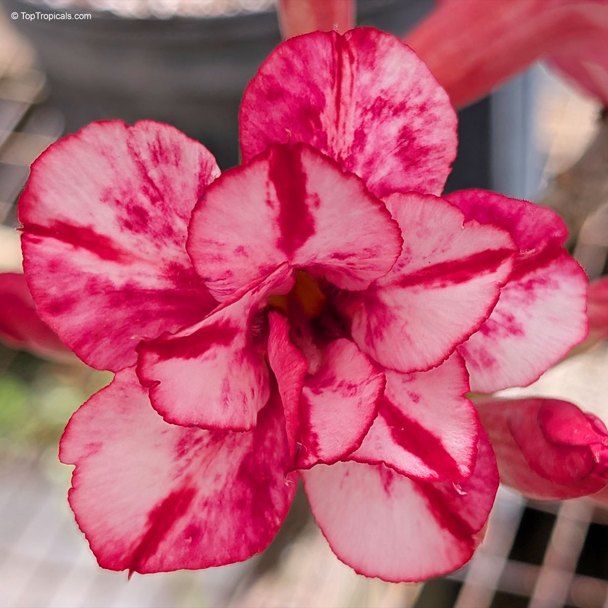 Adenium Bua Sawan pink double flower