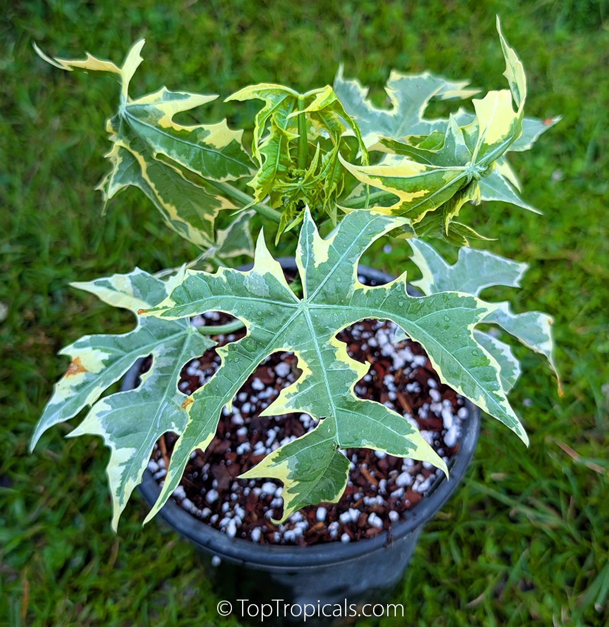 Variegated Maya Spinach Tree growing in pot