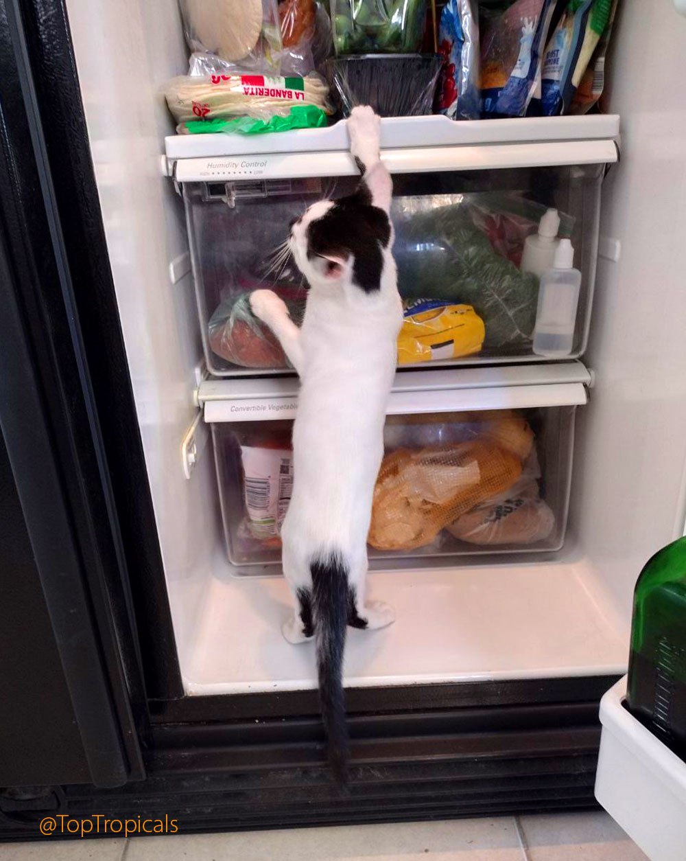 Sushi the Cat finding her sushi dinner in refrigerator