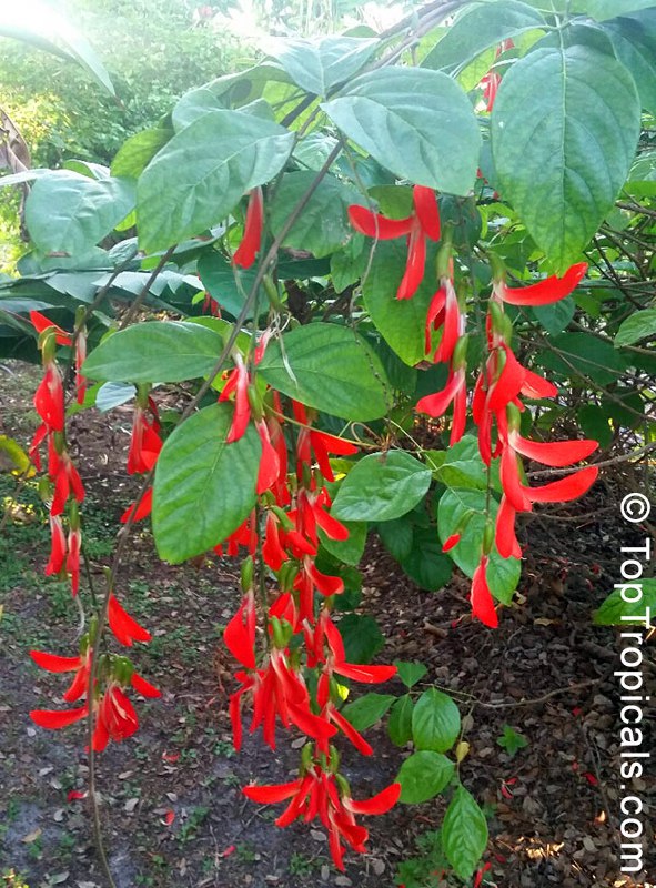 Dwarf Red Jade Vine blooming