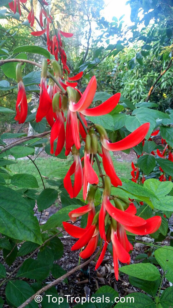 Dwarf Red Jade Vine blooming