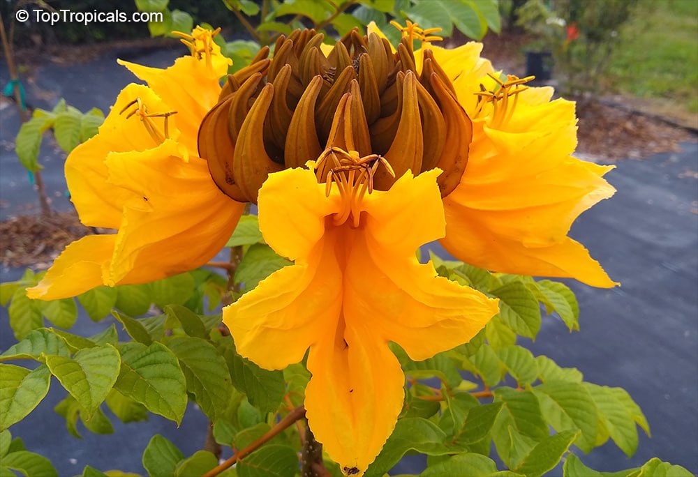 Golden Tulip Tree