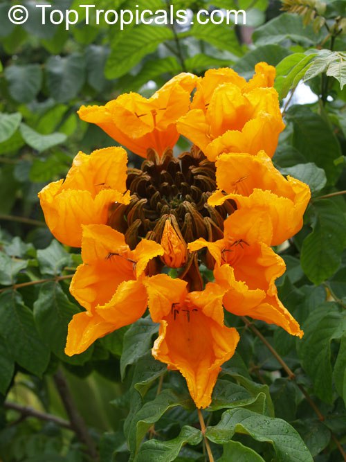 Golden Tulip Tree