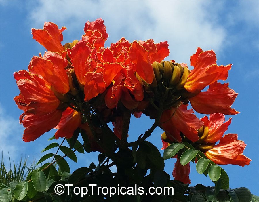 Red Tulip Tree