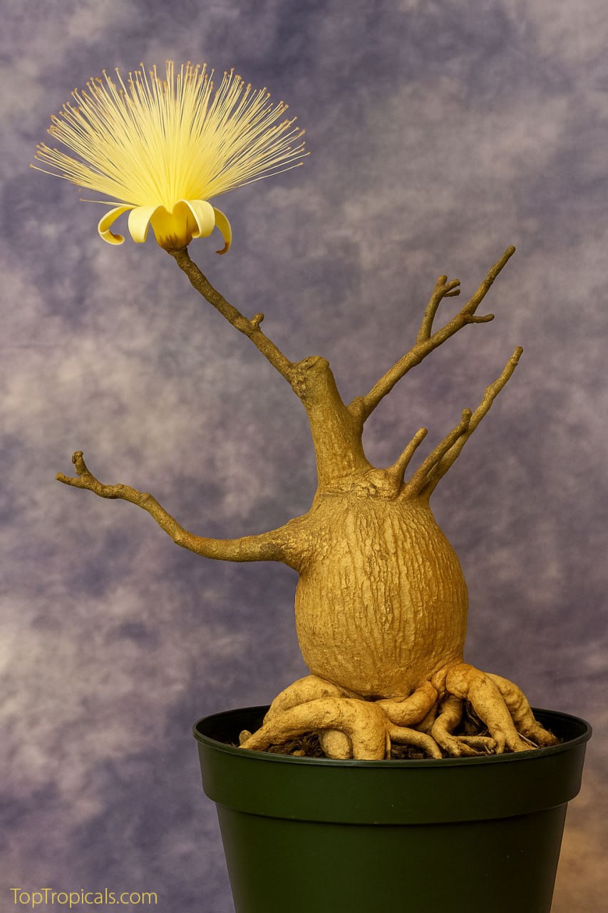 Shaving Brush Tree bonsai - Pseudobombax ellipticum